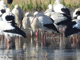 Cigüeñas 8W36 y CF92