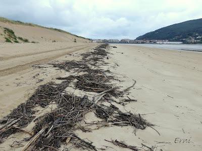 INUSUAL MORTANDAZ DE AVES MARINAS EN CANTABRIA