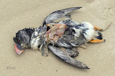 INUSUAL MORTANDAZ DE AVES MARINAS EN CANTABRIA