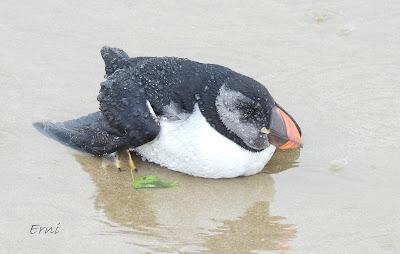 INUSUAL MORTANDAZ DE AVES MARINAS EN CANTABRIA