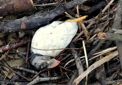 INUSUAL MORTANDAZ DE AVES MARINAS EN CANTABRIA