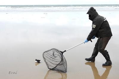 INUSUAL MORTANDAZ DE AVES MARINAS EN CANTABRIA INUSUAL MORTANDAZ DE AVES MARINAS EN CANTABRIA