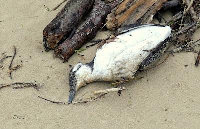 INUSUAL MORTANDAZ DE AVES MARINAS EN CANTABRIA