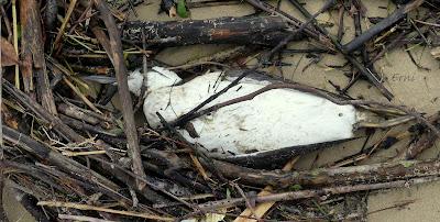 INUSUAL MORTANDAZ DE AVES MARINAS EN CANTABRIA
