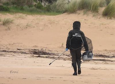 INUSUAL MORTANDAZ DE AVES MARINAS EN CANTABRIA