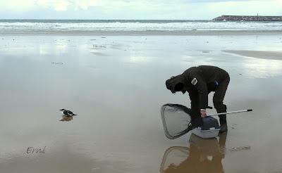 INUSUAL MORTANDAZ DE AVES MARINAS EN CANTABRIA