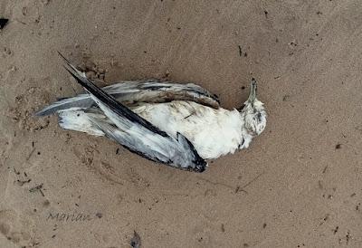 INUSUAL MORTANDAZ DE AVES MARINAS EN CANTABRIA