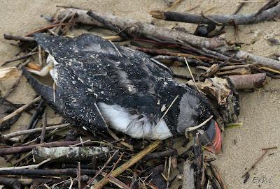 INUSUAL MORTANDAZ DE AVES MARINAS EN CANTABRIA