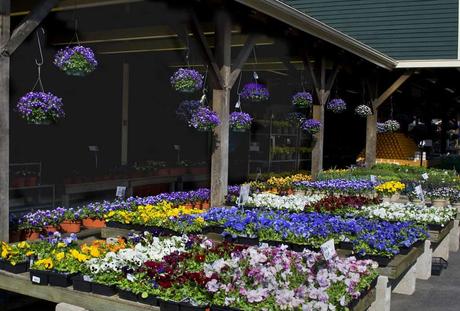 15 mejores cosas para hacer en Acton (Massachusetts) 15 mejores cosas para hacer en Acton (Massachusetts)