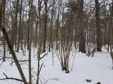 15 mejores cosas para hacer en Acton (Massachusetts) 15 mejores cosas para hacer en Acton (Massachusetts)