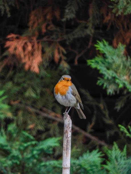 No puedes evitar quererlo…