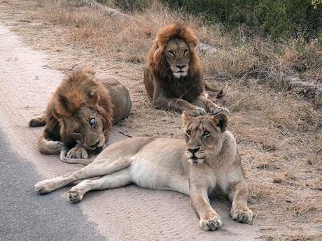 Dos leones y una leona tumbados en una carretera de Kruger National Park, en Sudáfrica