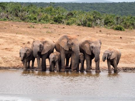 La Wild Card de Sudáfrica da acceso al parque nacional de Addo donde es fácil ver manadas de elefantes como en la foto