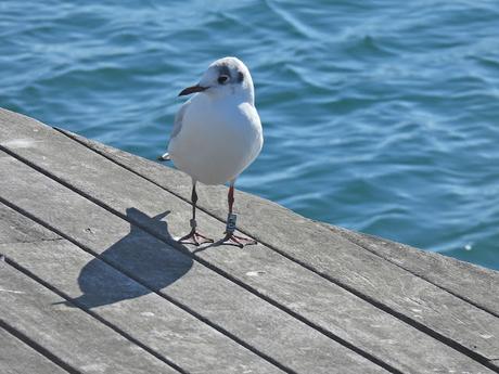 Reidoras con anillas Reidoras con anillas