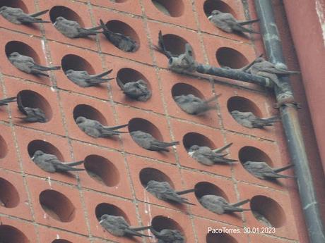 Dormidero de aviones roqueros