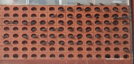 Dormidero de aviones roqueros