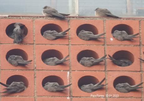 Dormidero de aviones roqueros