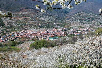 La Fiesta del Cerezo en Flor 2023 ya tiene fechas.