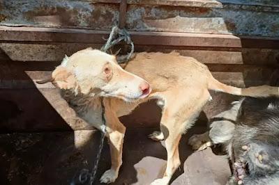 ¿Cuántos perros de caza hay abandonados? ¿Cuántos perros de caza hay abandonados?