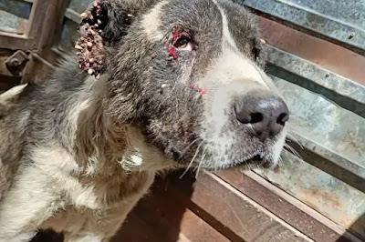 ¿Cuántos perros de caza hay abandonados? ¿Cuántos perros de caza hay abandonados?