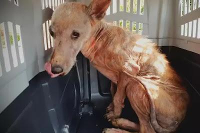 ¿Cuántos perros de caza hay abandonados? ¿Cuántos perros de caza hay abandonados?