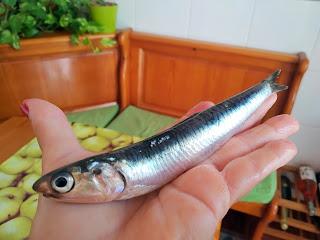 MORAGA DE BOQUERONES