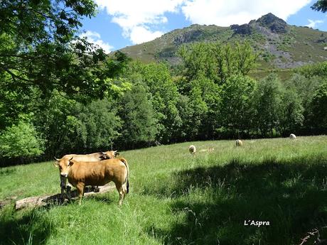 Truébano-Lazao-Bustagil-El Chao-Las Veigas-Riolago de Babia-Villasecino