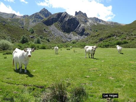 Truébano-Lazao-Bustagil-El Chao-Las Veigas-Riolago de Babia-Villasecino Truébano-Lazao-Bustagil-El Chao-Las Veigas-Riolago de Babia-Villasecino