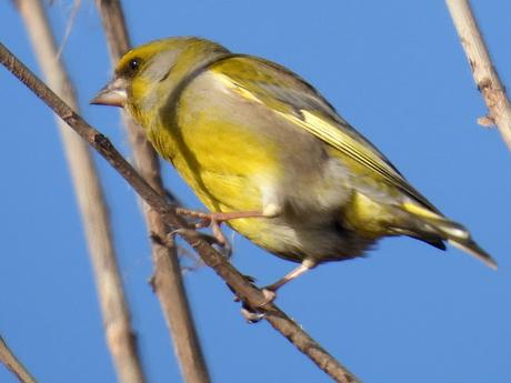 Verderones Verderones