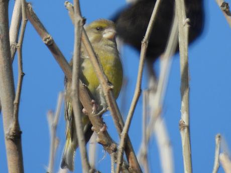 Verderones Verderones