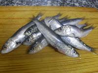 Sardinas