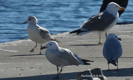 Gaviota cana Gaviota cana