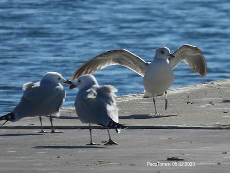Gaviota cana Gaviota cana