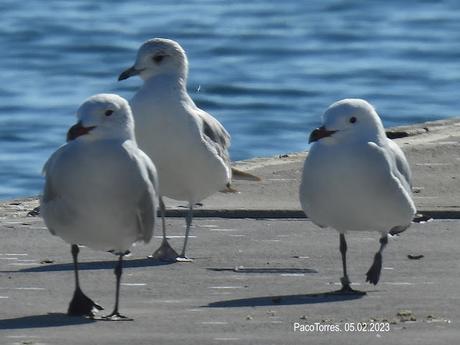 Gaviota cana Gaviota cana
