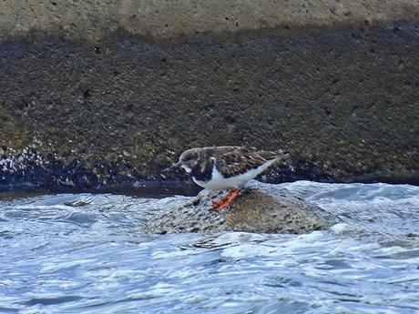 Vuelvepiedras Vuelvepiedras