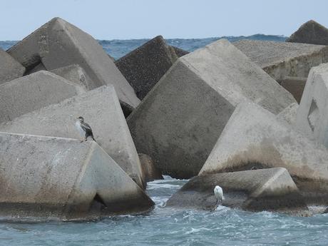 Cormorán moñudo