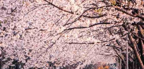 Razones para viajar en primavera, descubre los mejores destinos