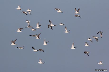 Laguna de Lobos (enero 2023)