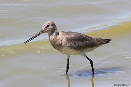 Laguna de Lobos (enero 2023)