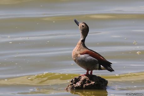 Laguna de Lobos (enero 2023)