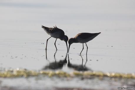 Laguna de Lobos (enero 2023)