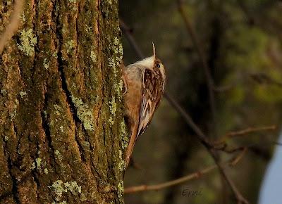 ALGUNOS PAJARILLOS AVISTAN MUY CERCANA LA LLEGADA DE LA PRIMAVERA