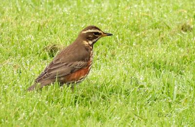 ALGUNOS PAJARILLOS AVISTAN MUY CERCANA LA LLEGADA DE LA PRIMAVERA