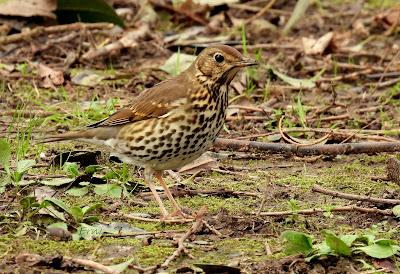 ALGUNOS PAJARILLOS AVISTAN MUY CERCANA LA LLEGADA DE LA PRIMAVERA