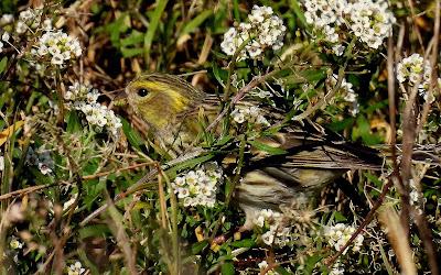 ALGUNOS PAJARILLOS AVISTAN MUY CERCANA LA LLEGADA DE LA PRIMAVERA