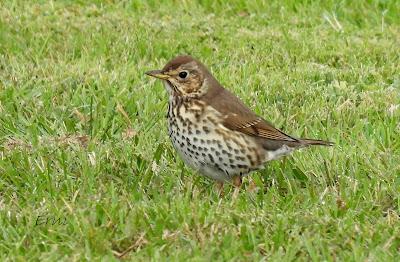ALGUNOS PAJARILLOS AVISTAN MUY CERCANA LA LLEGADA DE LA PRIMAVERA