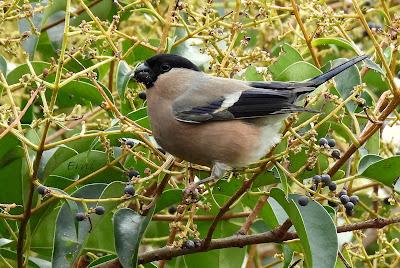 ALGUNOS PAJARILLOS AVISTAN MUY CERCANA LA LLEGADA DE LA PRIMAVERA