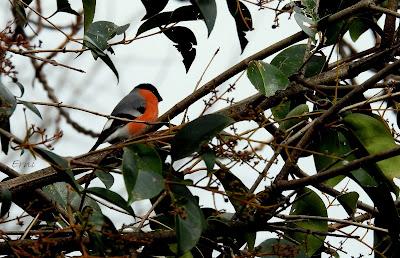 ALGUNOS PAJARILLOS AVISTAN MUY CERCANA LA LLEGADA DE LA PRIMAVERA