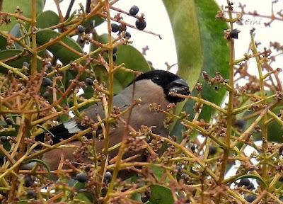 ALGUNOS PAJARILLOS AVISTAN MUY CERCANA LA LLEGADA DE LA PRIMAVERA