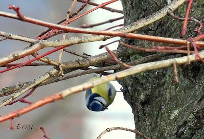 ALGUNOS PAJARILLOS AVISTAN MUY CERCANA LA LLEGADA DE LA PRIMAVERA